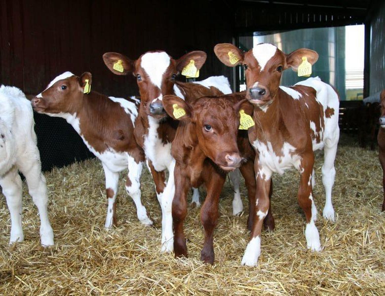 Правообладатель данного изображения: Яндекс Картинки