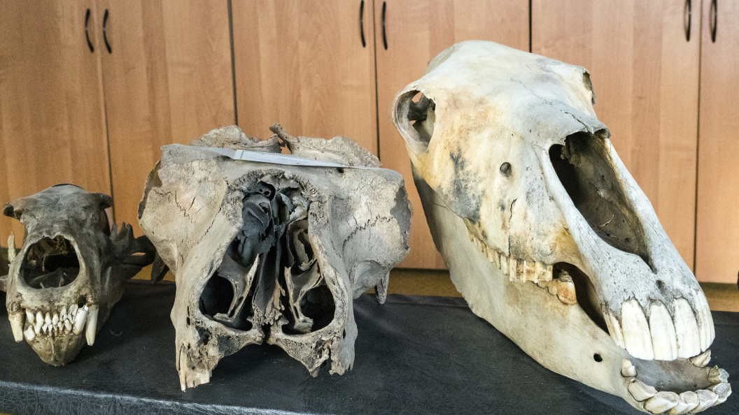    Serguei Fomine/Globallookpress