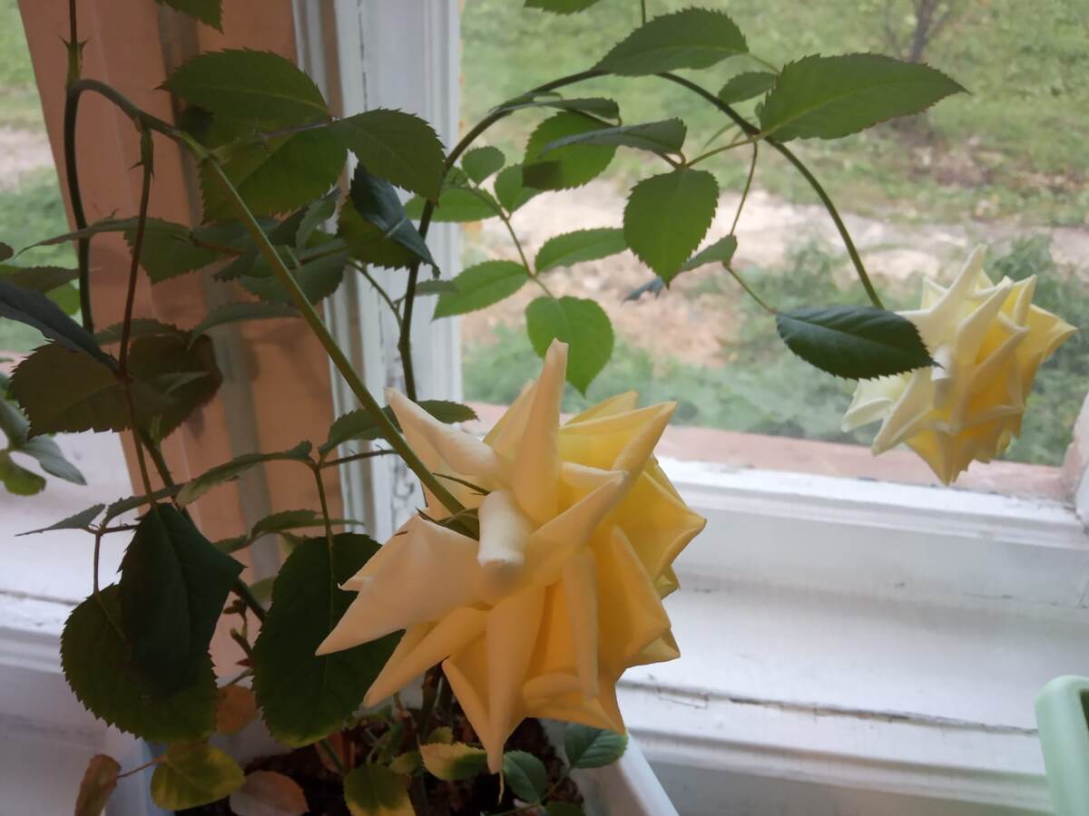 Желтая роза, которая росла на подоконнике около 12 лет