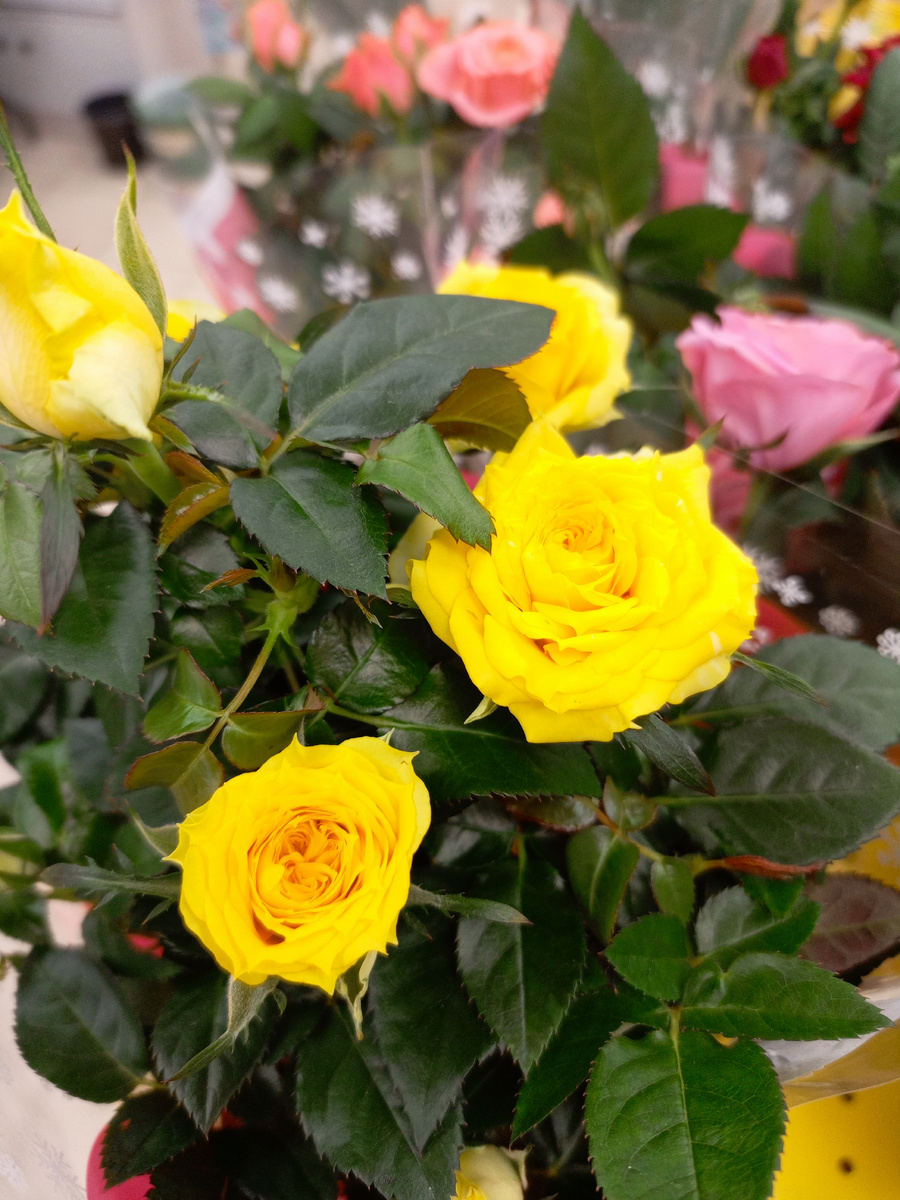 Розы в горшках в магазине Магнит