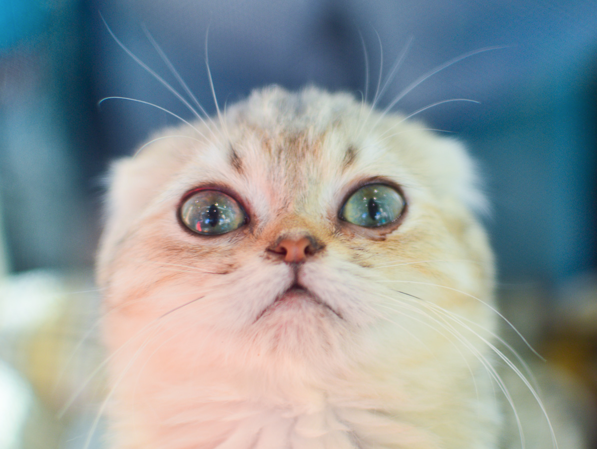 Выглядела я примерно так, мне кажется... 