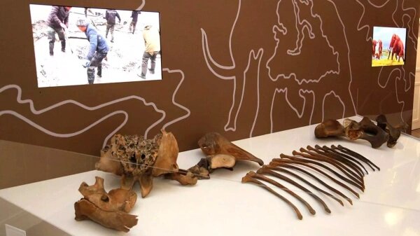 Скелет мамонта Тадибе. Фото: пресс-служба МВК имени И.С. Шемановского
