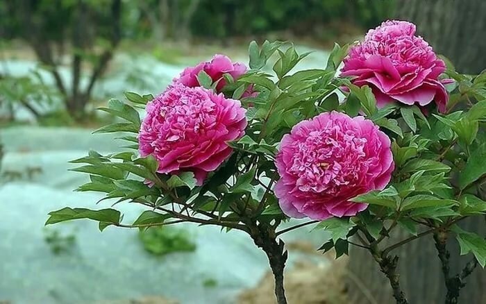 Фото из открытых ресурсов интернета