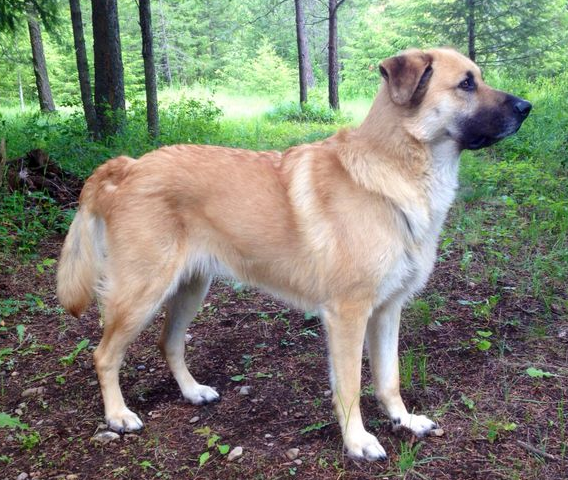 Чинук — редкая рабочая порода