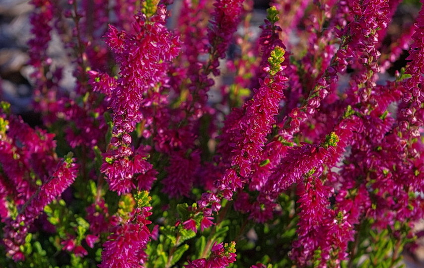 Укоренение сортового вереска (Calluna vulgaris ‘Con Brio’), 2023 г.