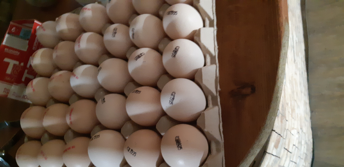 Инкубационные яйца