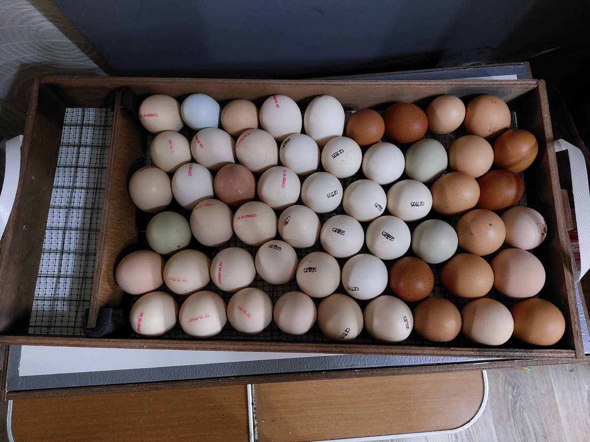Заложила яйца бройлеров и яйца от своих курочек
