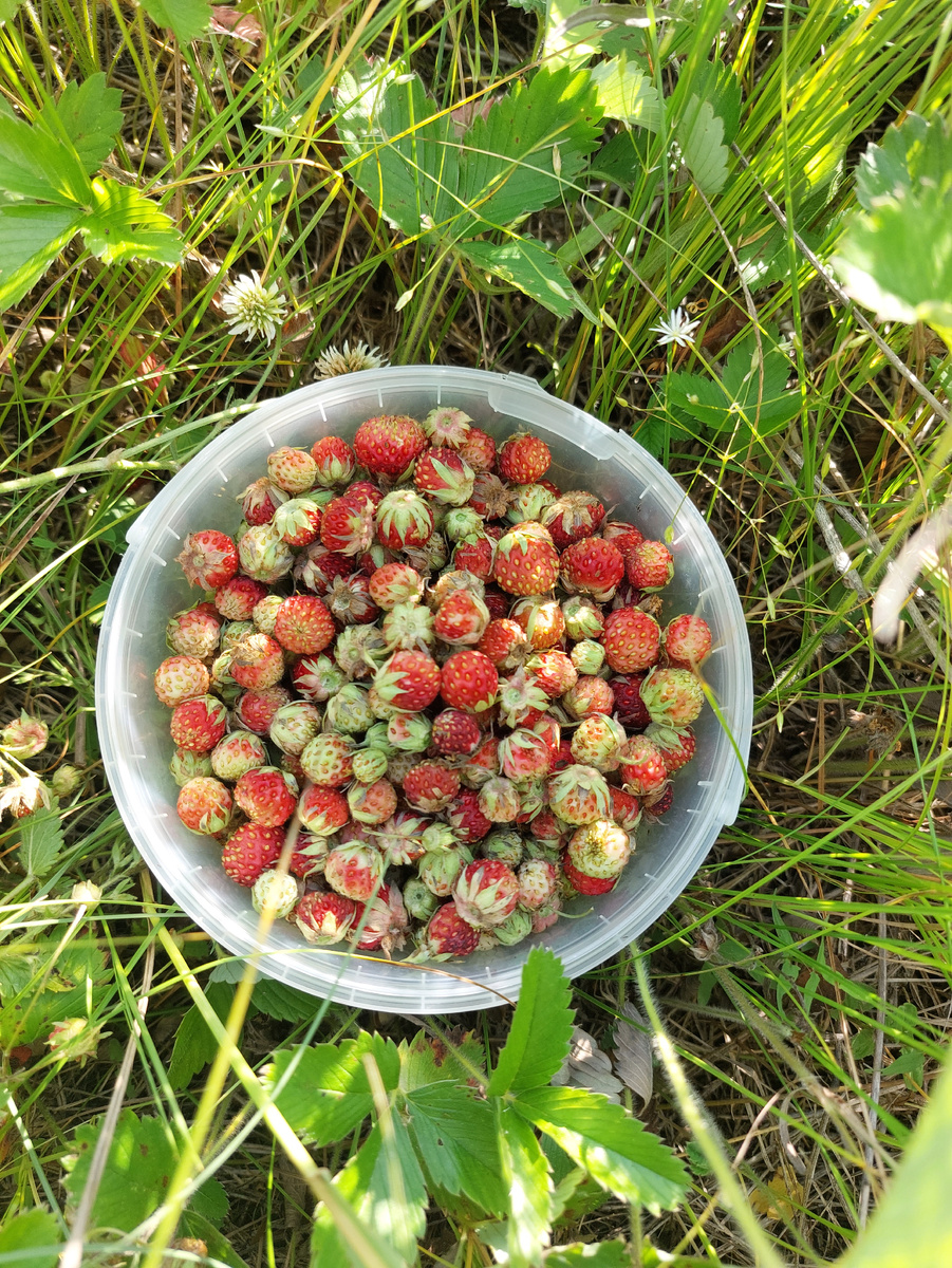 Ездила в июне за ягодами. Прекрасная природа