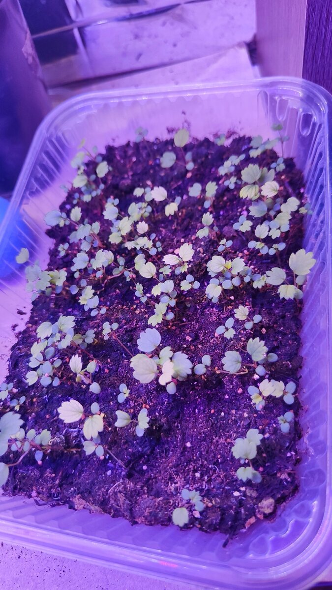 Рассаде месяц 