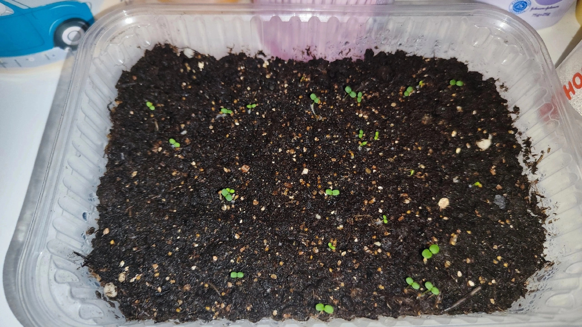 Всходам полторы недели 💪