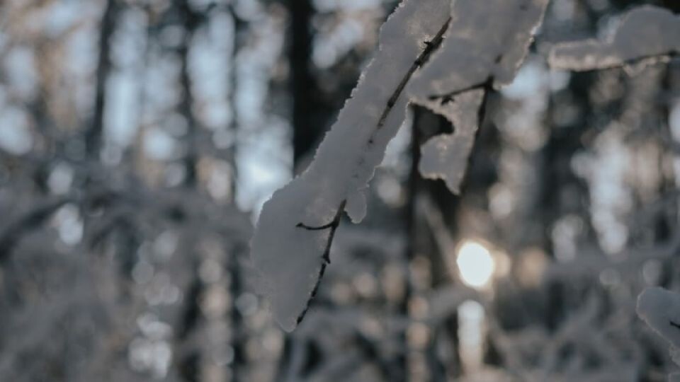    Оттепель. Снег.. Источник: Анна Меньшикова