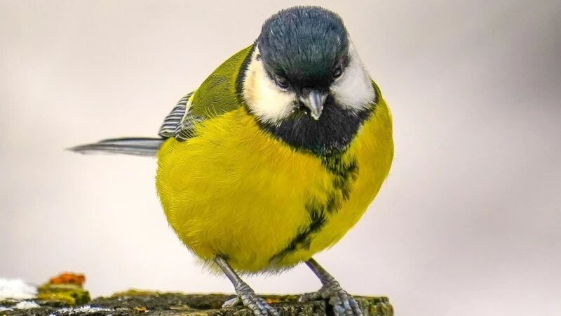     Большая синица. Алтайский биосферный заповедник