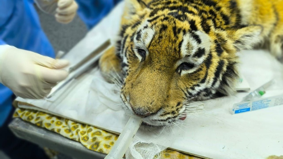     Источник: @minles_pk