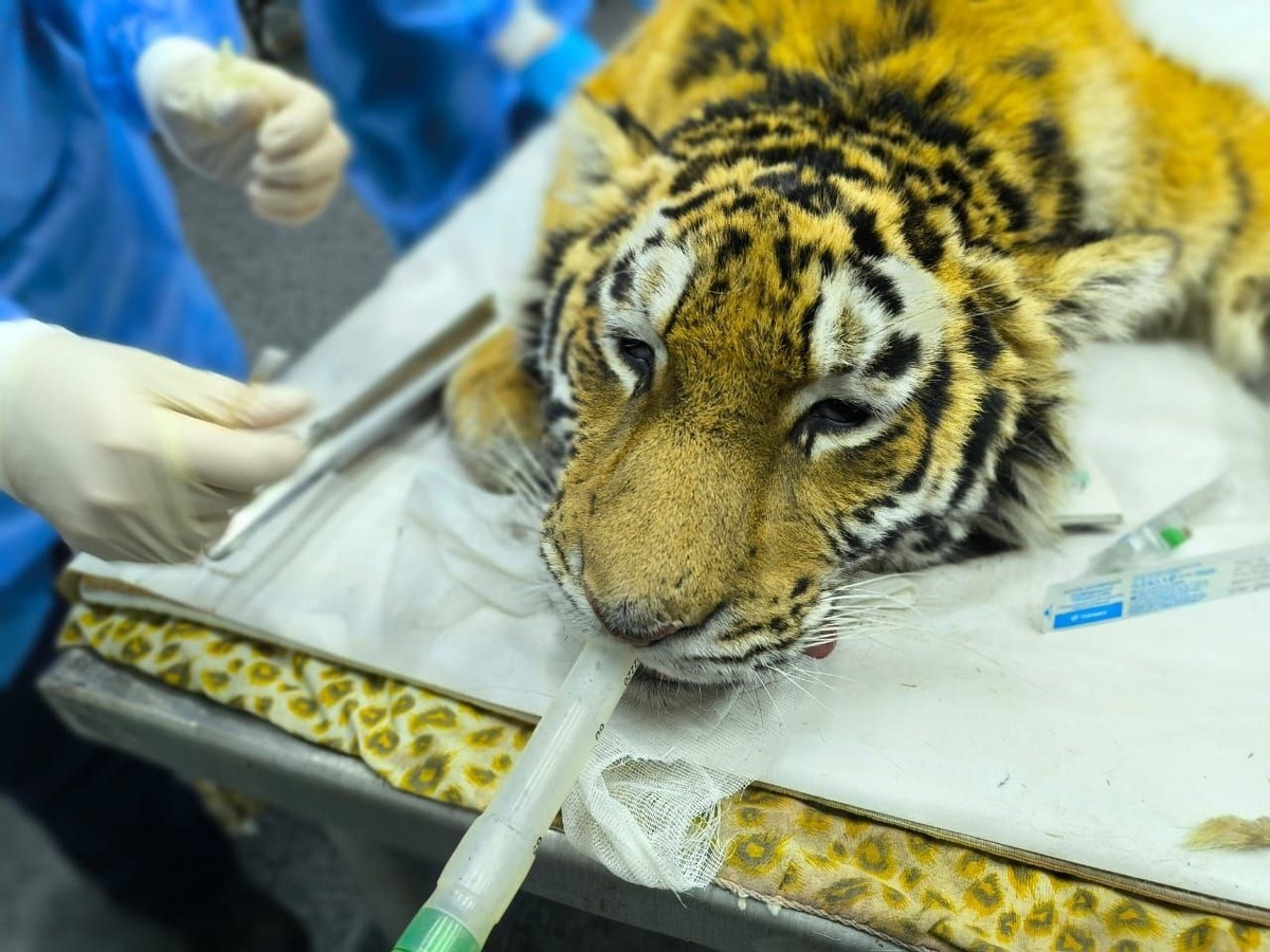     Источник: @minles_pk