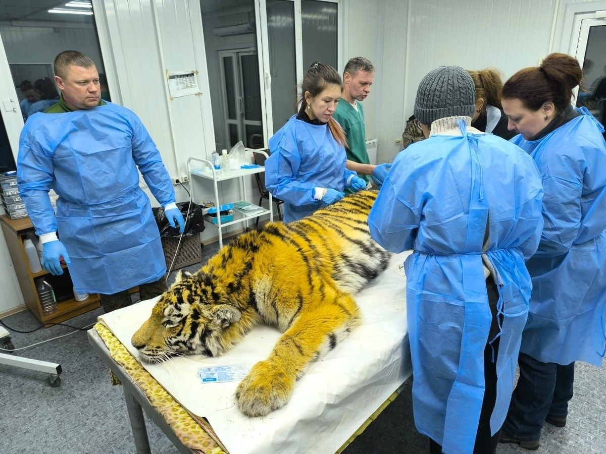     Источник: @minles_pk