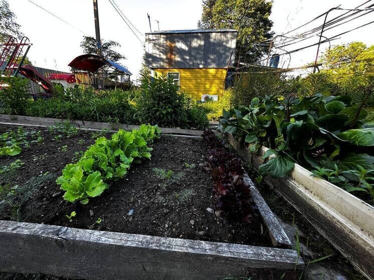     График высадки семян овощей весной / Ольга Григорьева