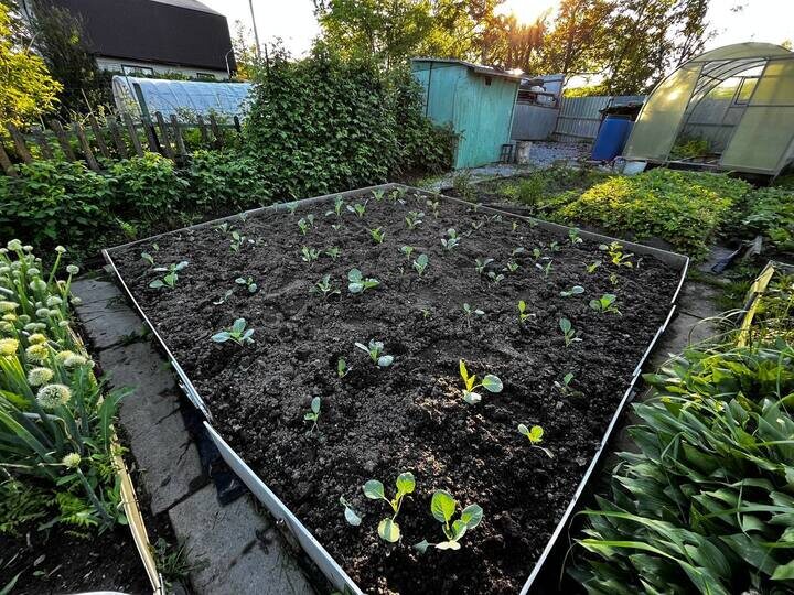   Ольга Григорьева