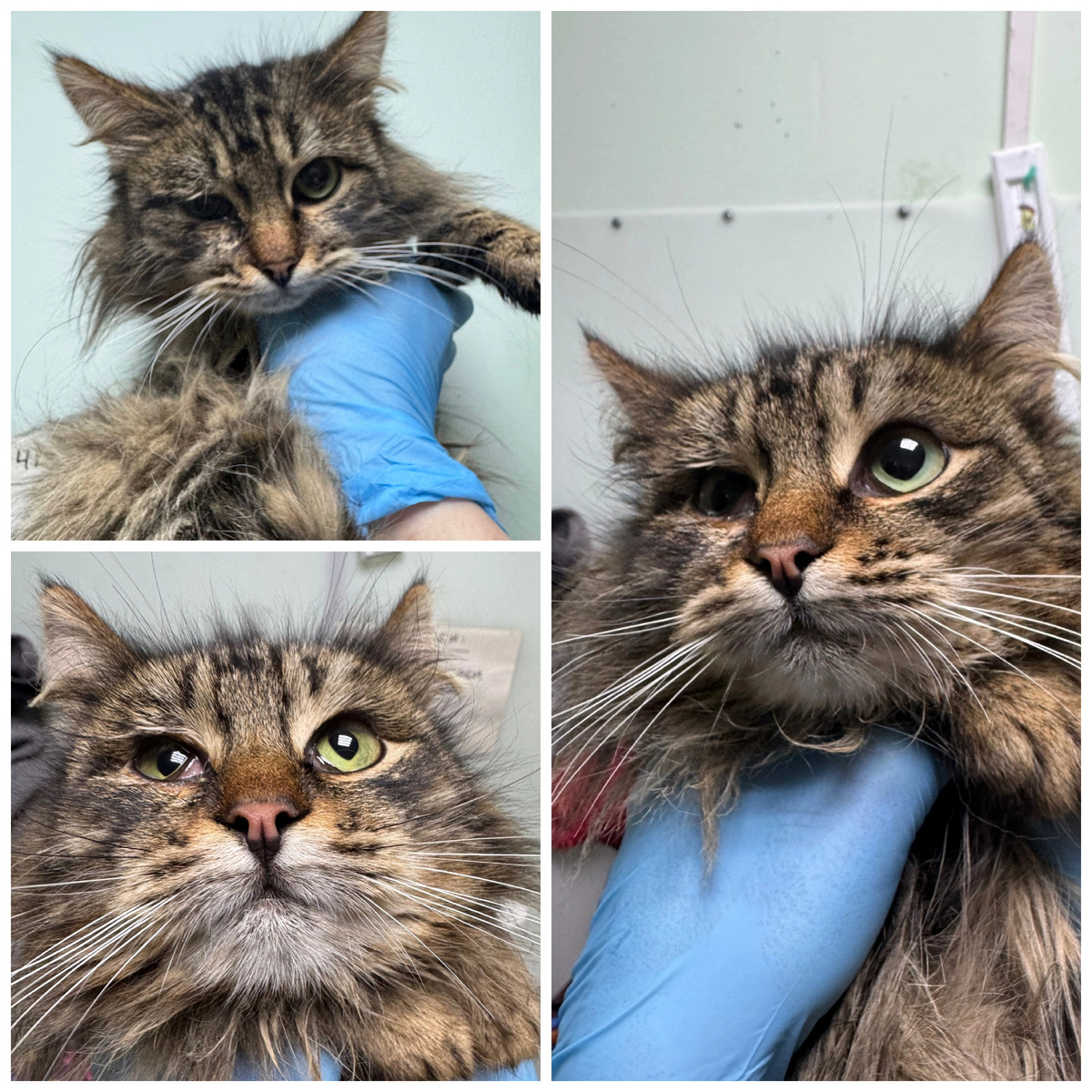 Ряженка найдена на улице. Ряженка роскошная и пушистая.