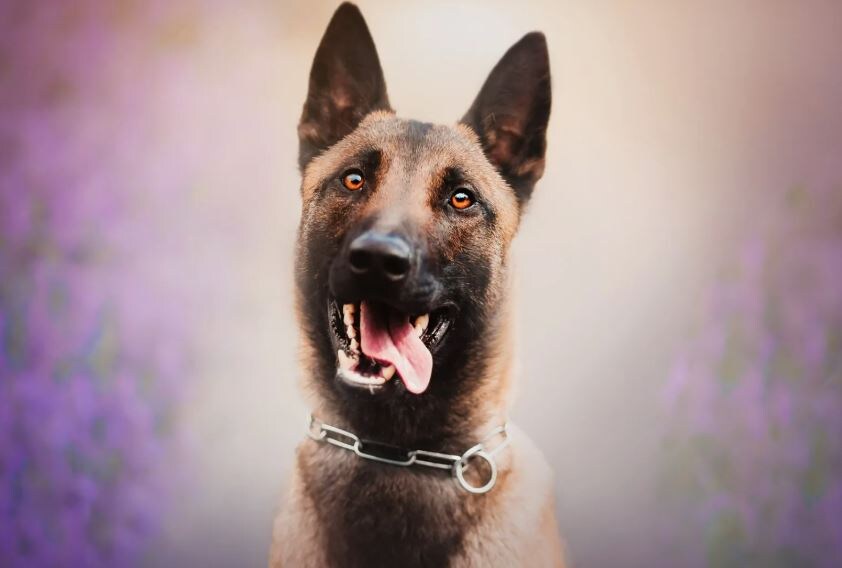 Когда тарелочка уезжает...