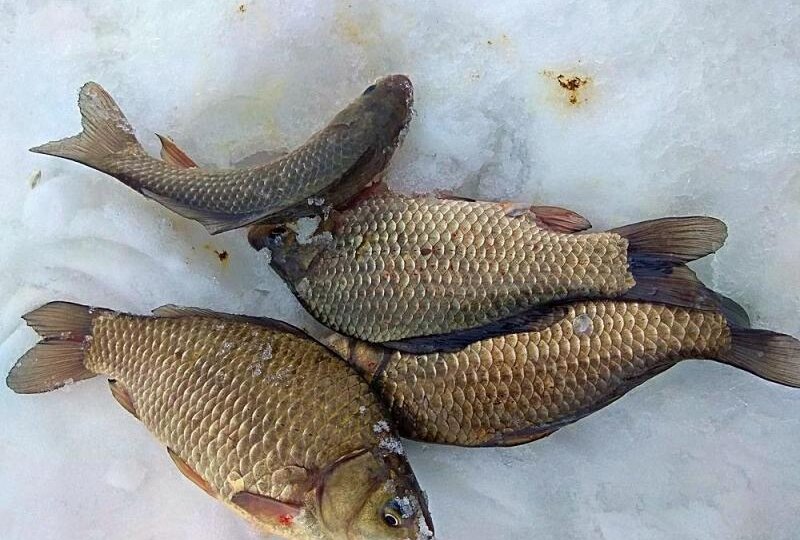 Не надо есть этого карася