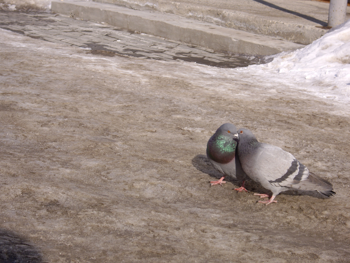 Любовь и весна. Голубка с серой шейкой, голубь с изумрудной.