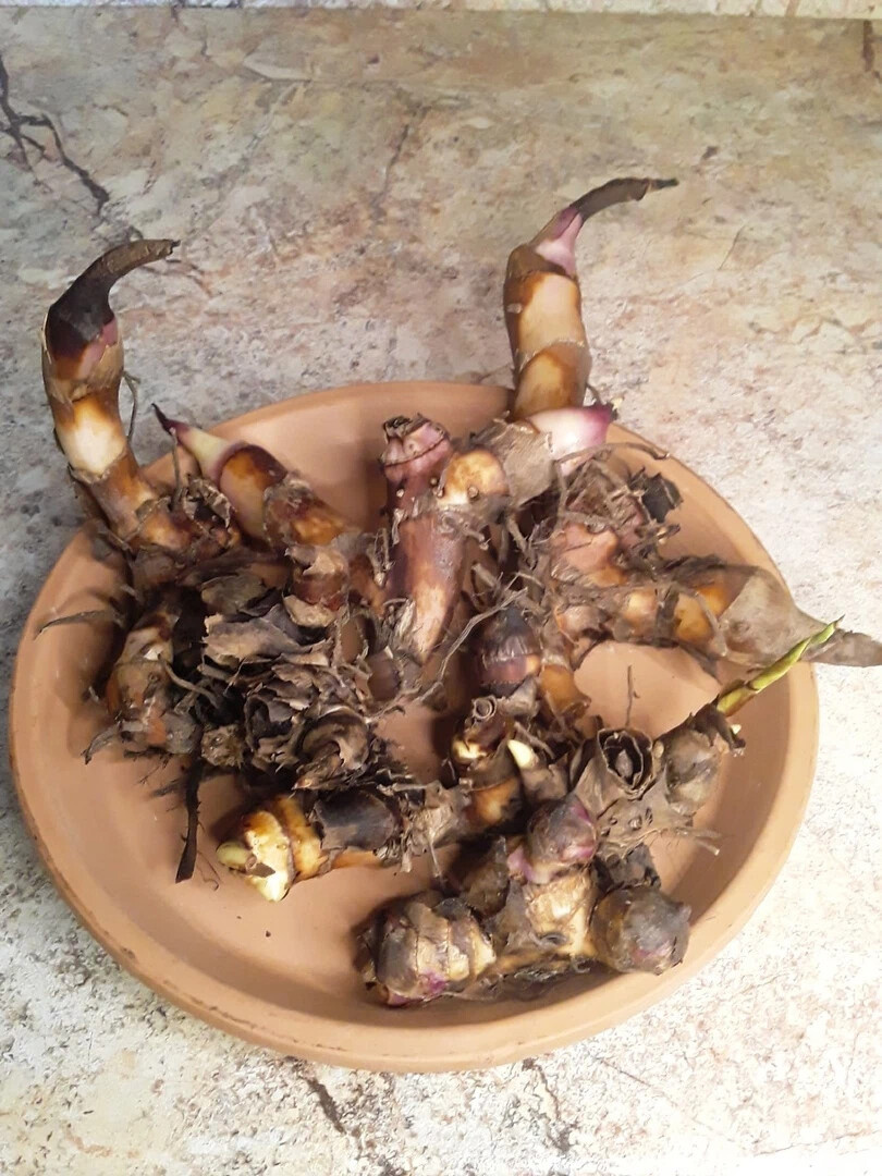 Канны после зимовки