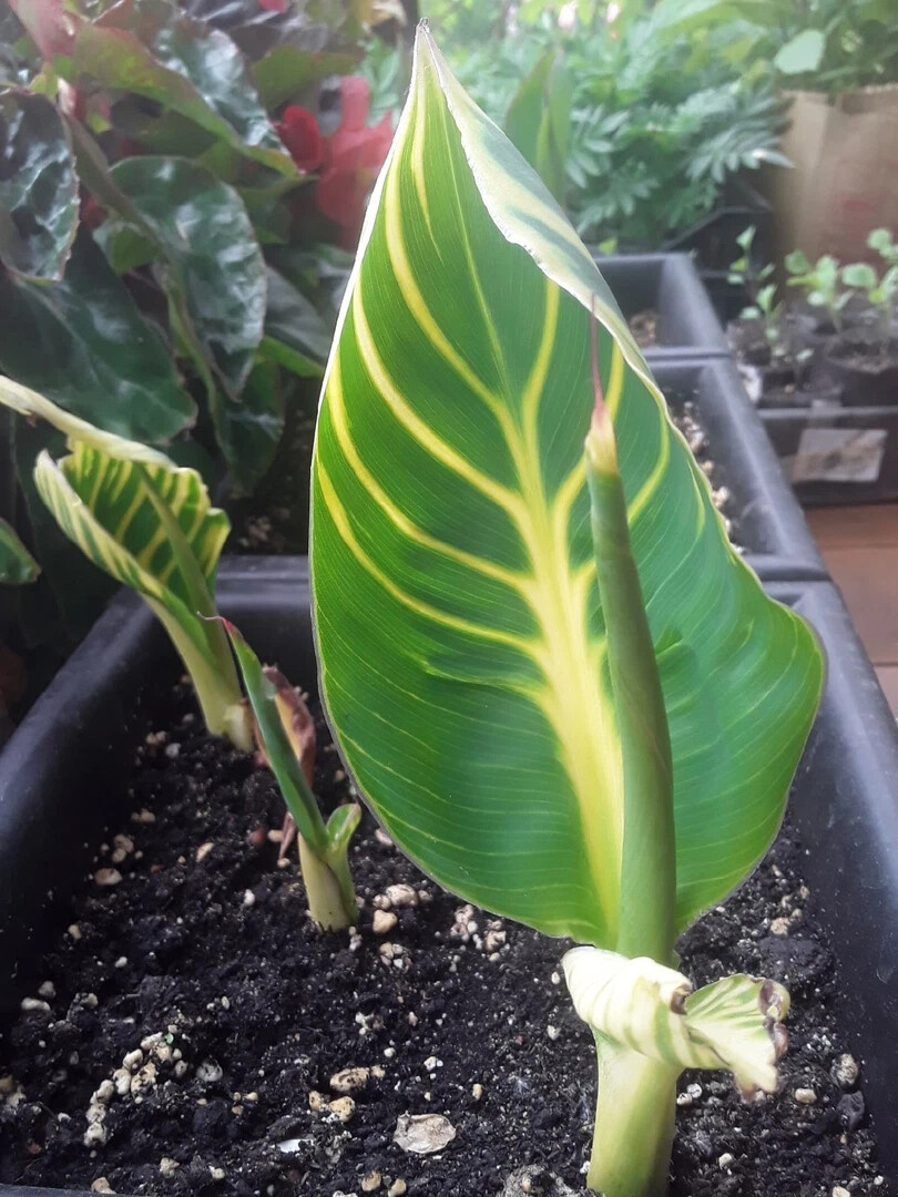 Проросшие канны на дачной веранде