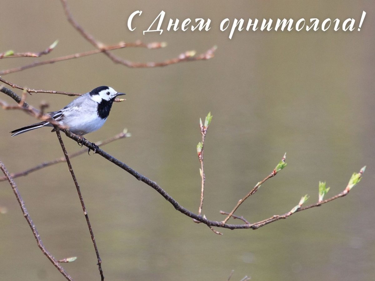 Поздравления и открытки с днем рождения женщине бесплатные красивые