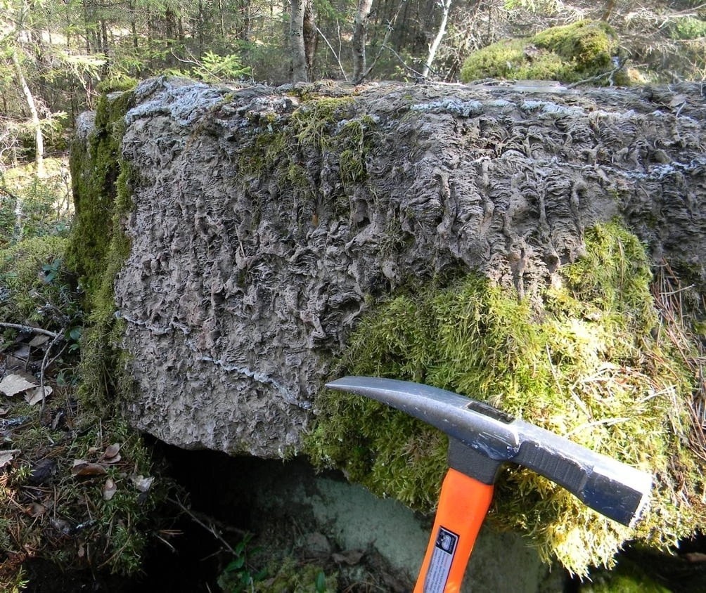    Фото: КарНЦ РАН