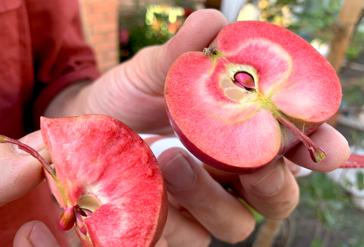 Ред Пешн яблоко на разрезе