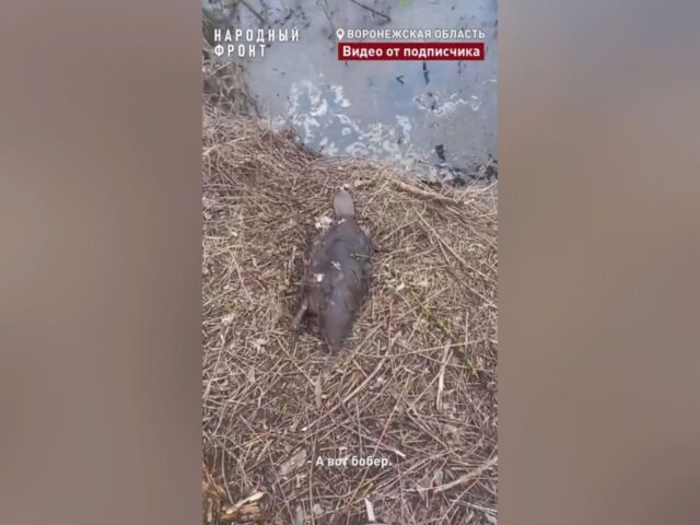     Фото из телеграм-канала Народный фронт в Воронежской области