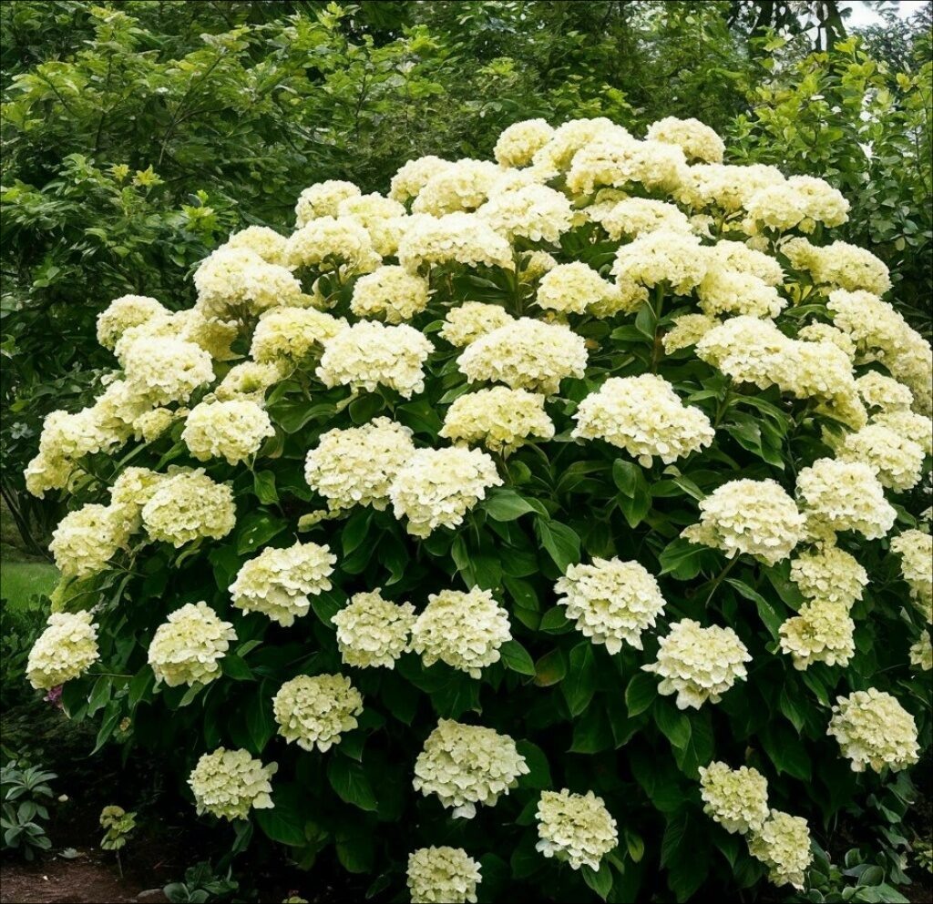 фото https://ok.ru/zhivojdachnyjugolok/topic/157933574753556