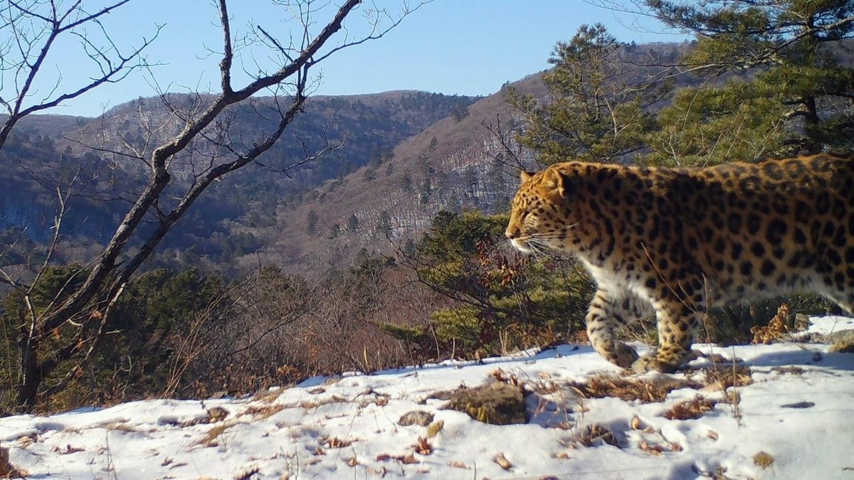     Источник: @amurleo_land