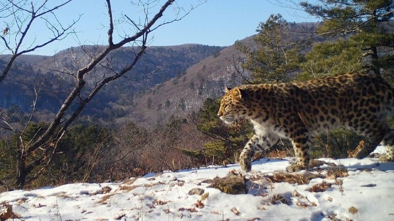     Источник: @amurleo_land