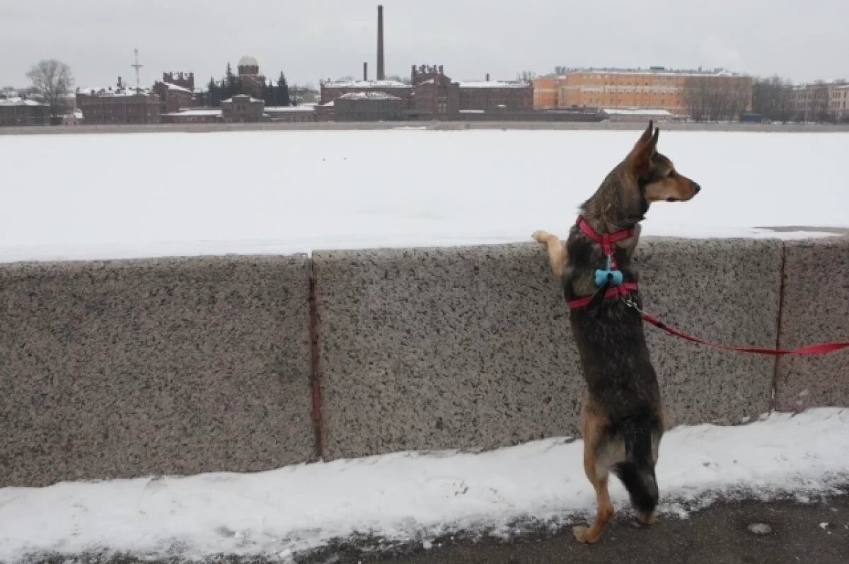    В Петербурге в ближайшие дни состоится аукцион по продаже «Крестов»