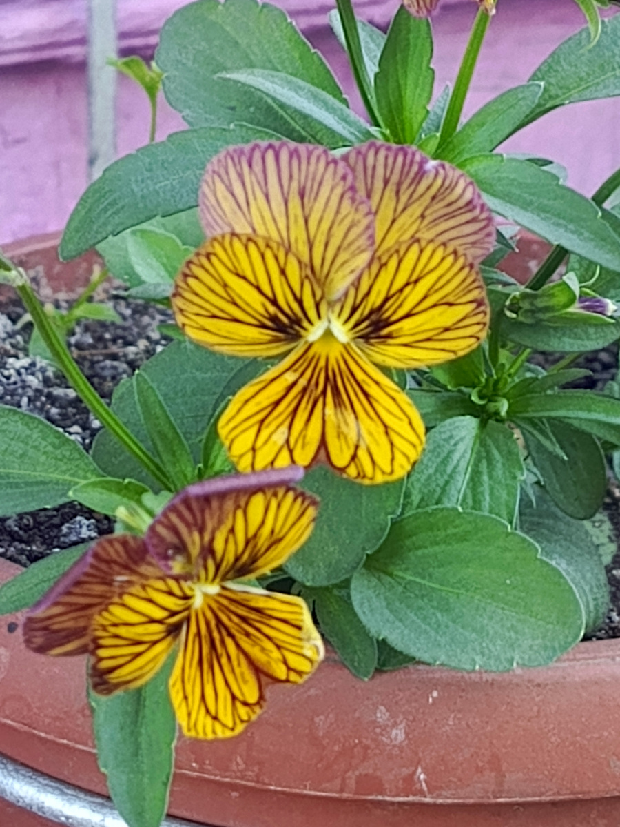 Основная ценность Виолы ...