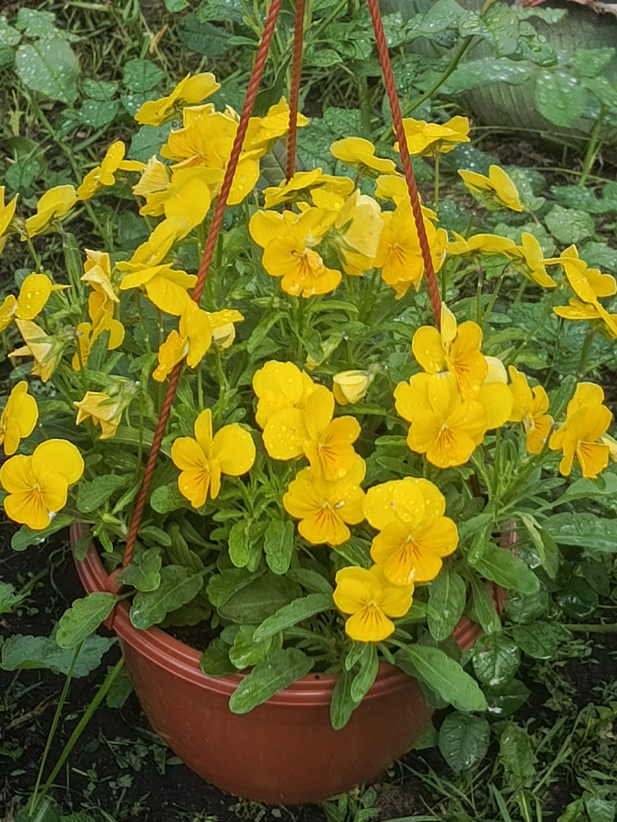 Сеять семена Виолы ...