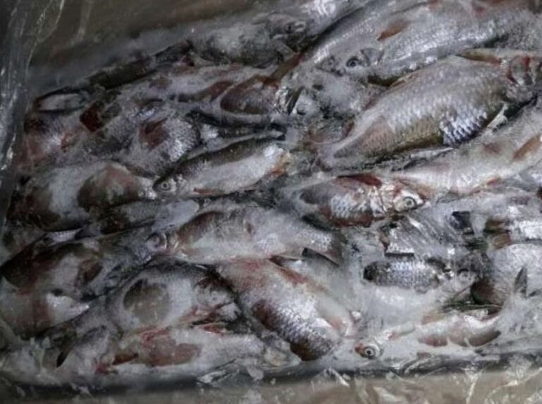    В 2024 году в Оренбуржье забраковали более 155 килограммов рыбной продукции Кристина Просвиркина