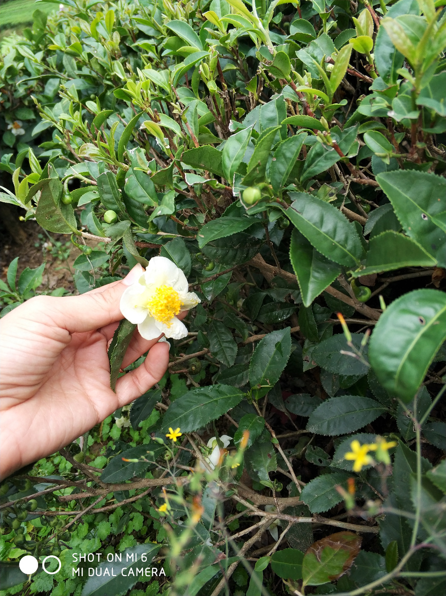 Так цветёт чайный кустик Камелии Синенсис