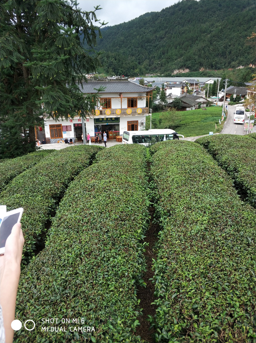 Чайная плантация в Китае