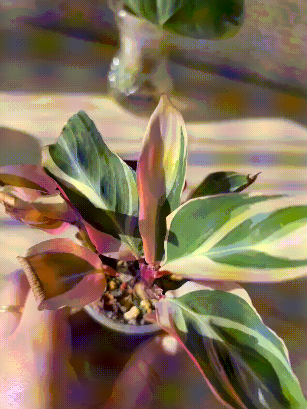 Да, сейчас она выглядит не очень, но я не теряю надежды