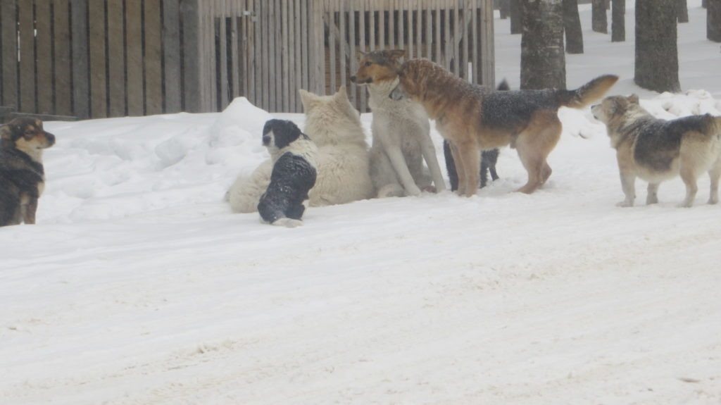    Фото: Logos44.ru