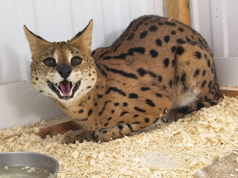    Сервал . Источник: Барнаульский зоопарк