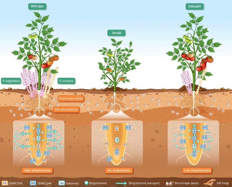     От заразихи и стриги – селекционные инновации
