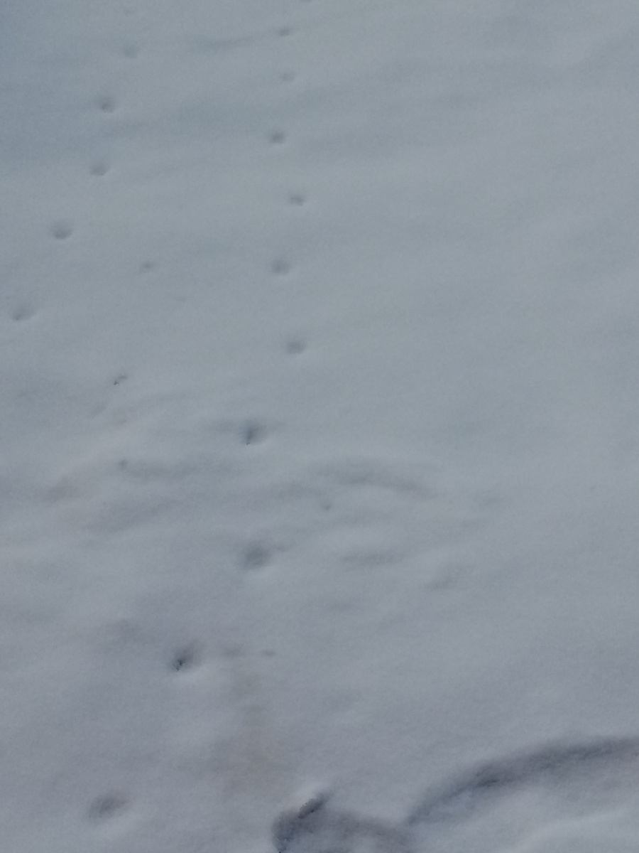 Следы кошек после совета.