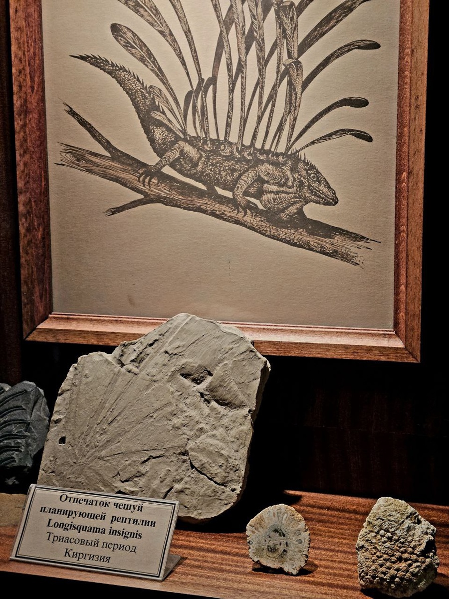 Отпечаток чешуй лонгисквамы