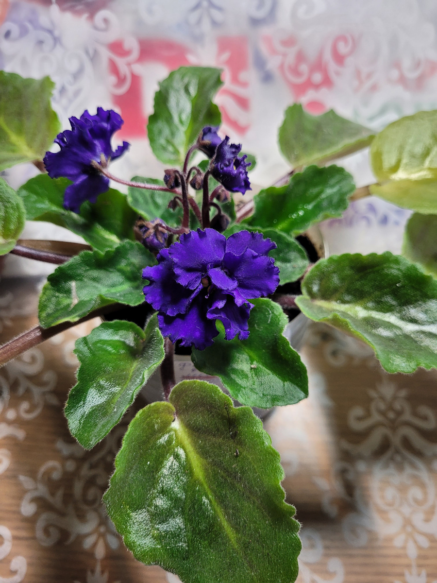 Фиалка с махровыми фиолетовыми цветочками