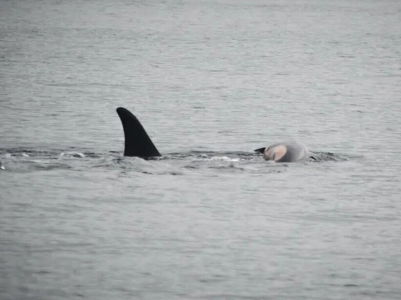    Косатка 17 дней носила на себе своего мертвого детеныша