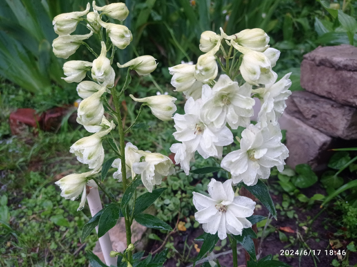 единственый