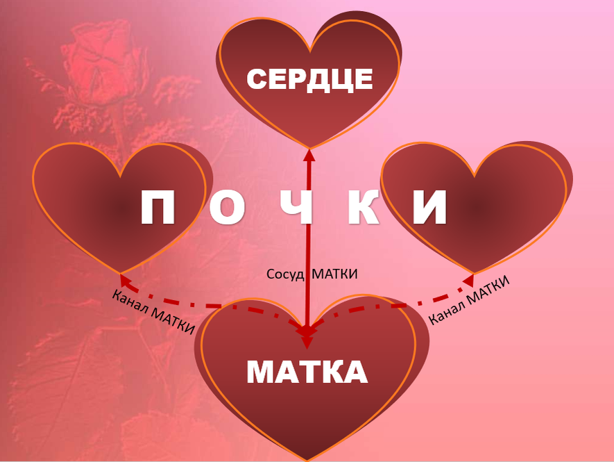 Связь МАТКИ с ПОЧКАМИ и СЕРДЦЕМ